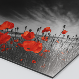 Photo of 8"x8" – YES